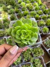 How to Care for Echeveria Succulents: Easy Guide for Beautiful Rosettes